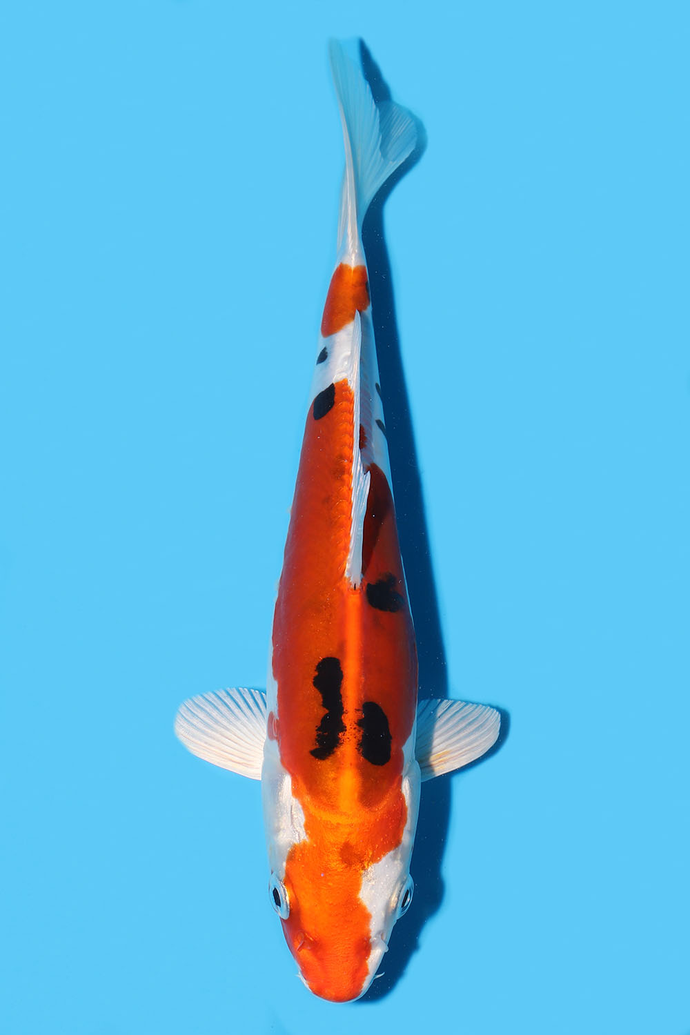 Yamatonishiki