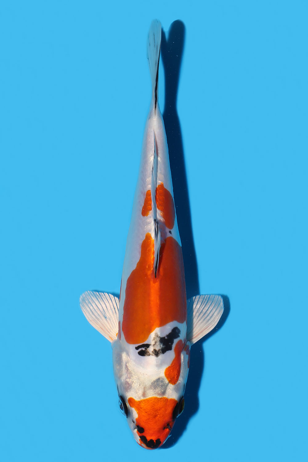 Beni Kikokuryu