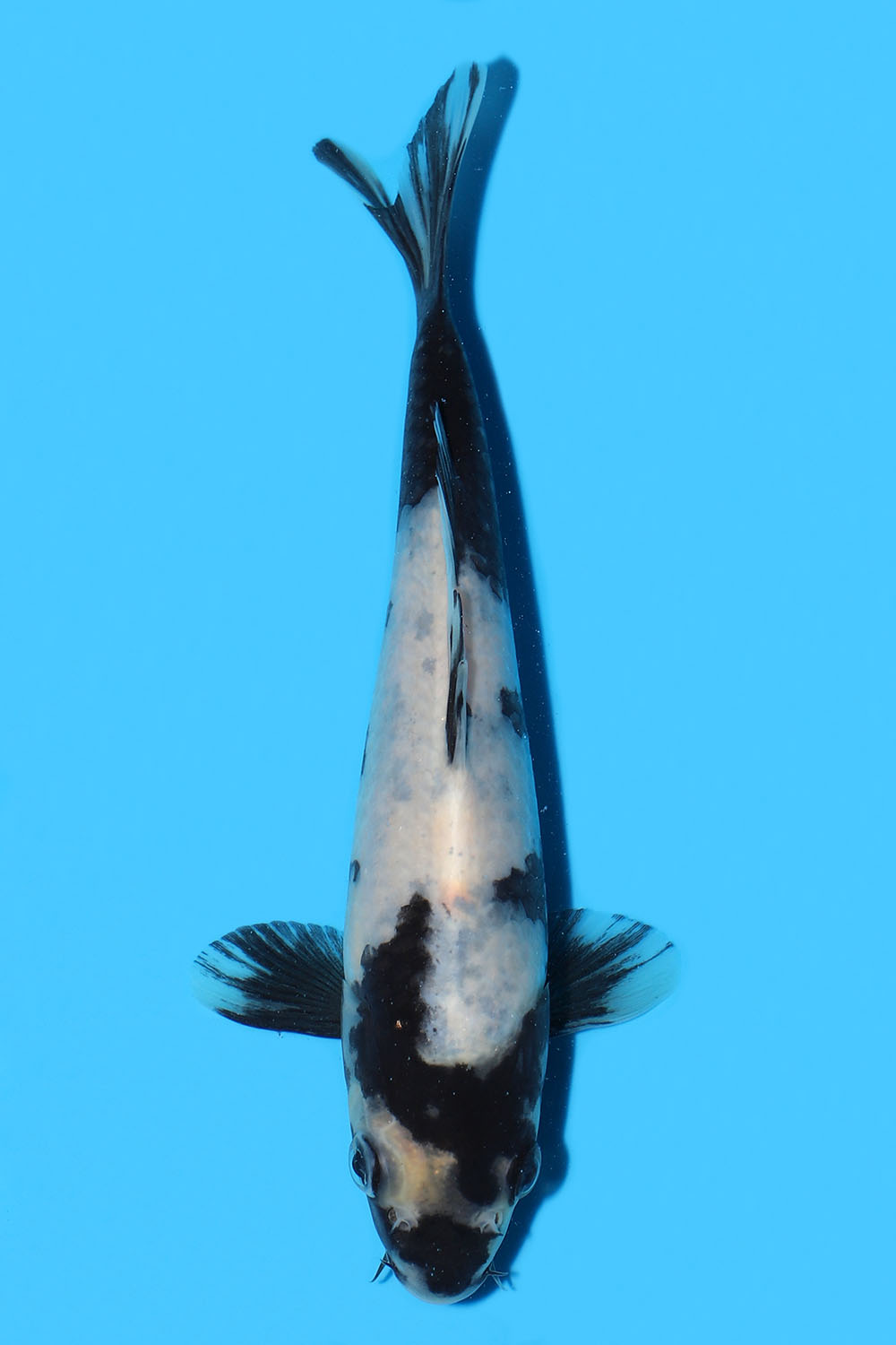 Shiro Utsuri