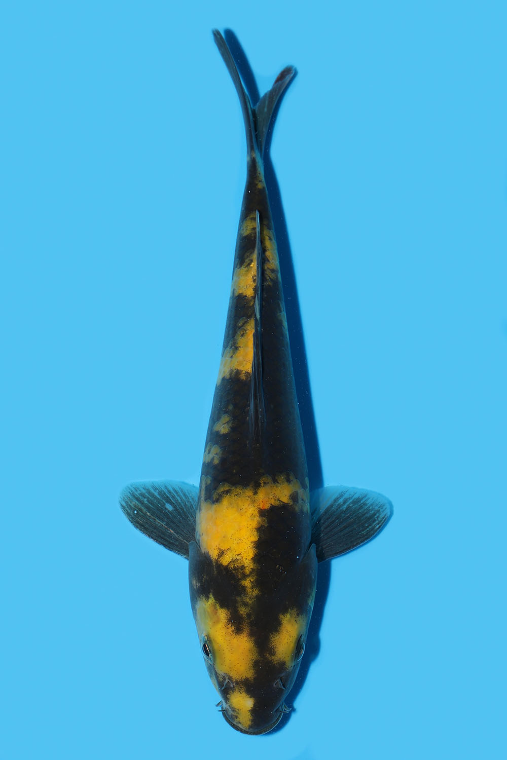 Ki Utsuri