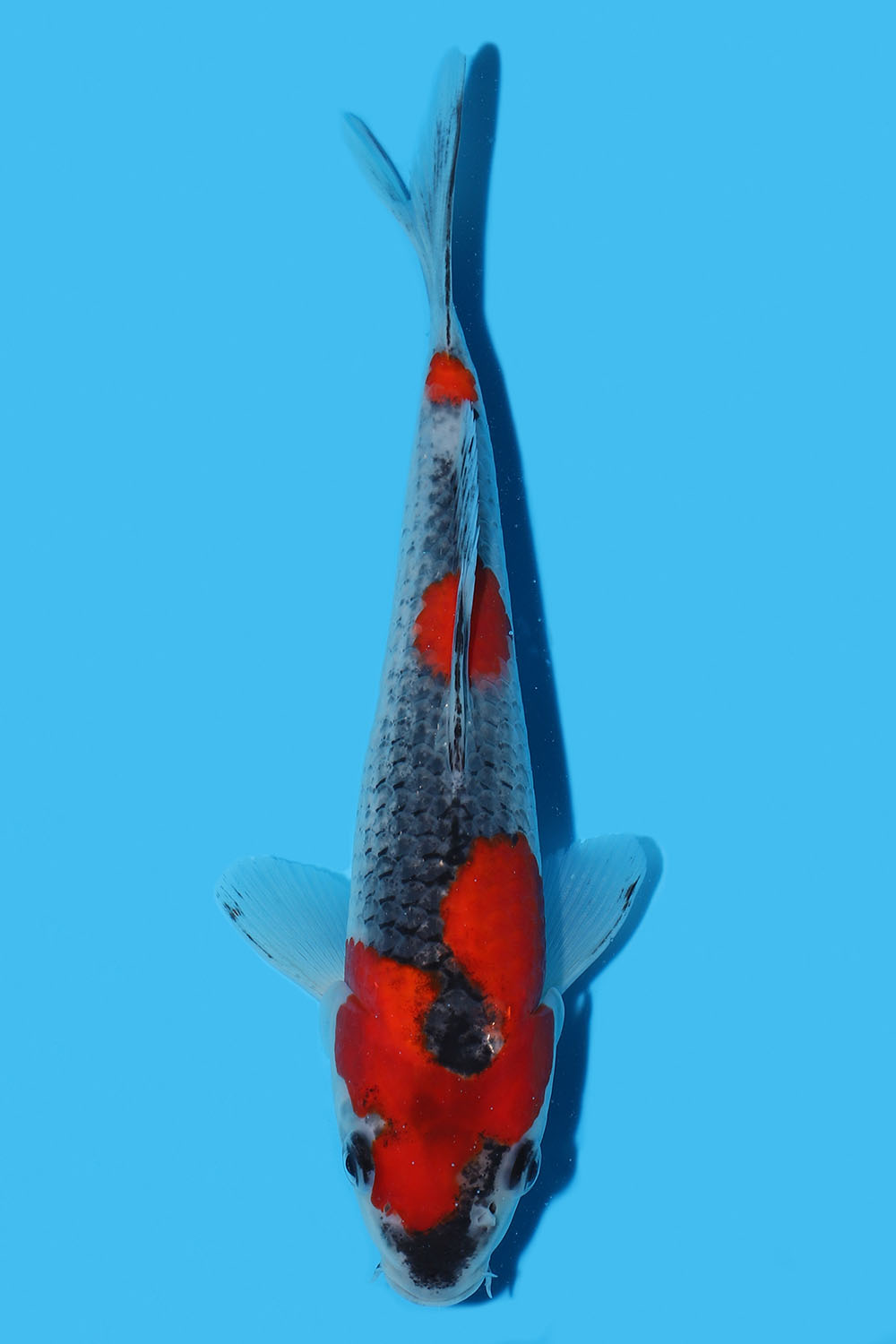 Goshiki
