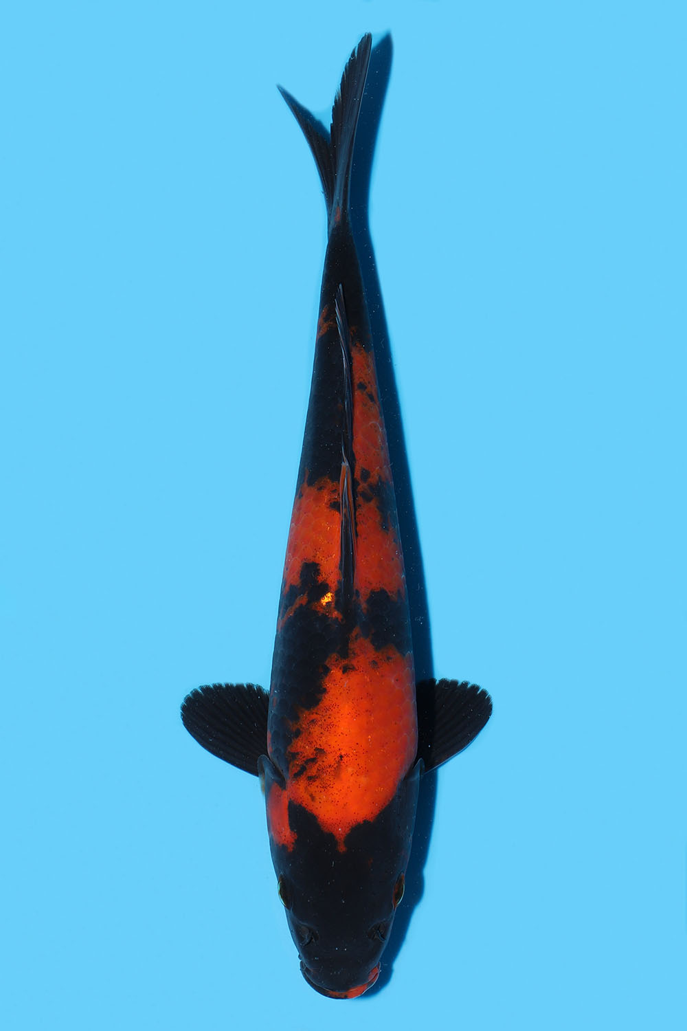 Hi Utsuri