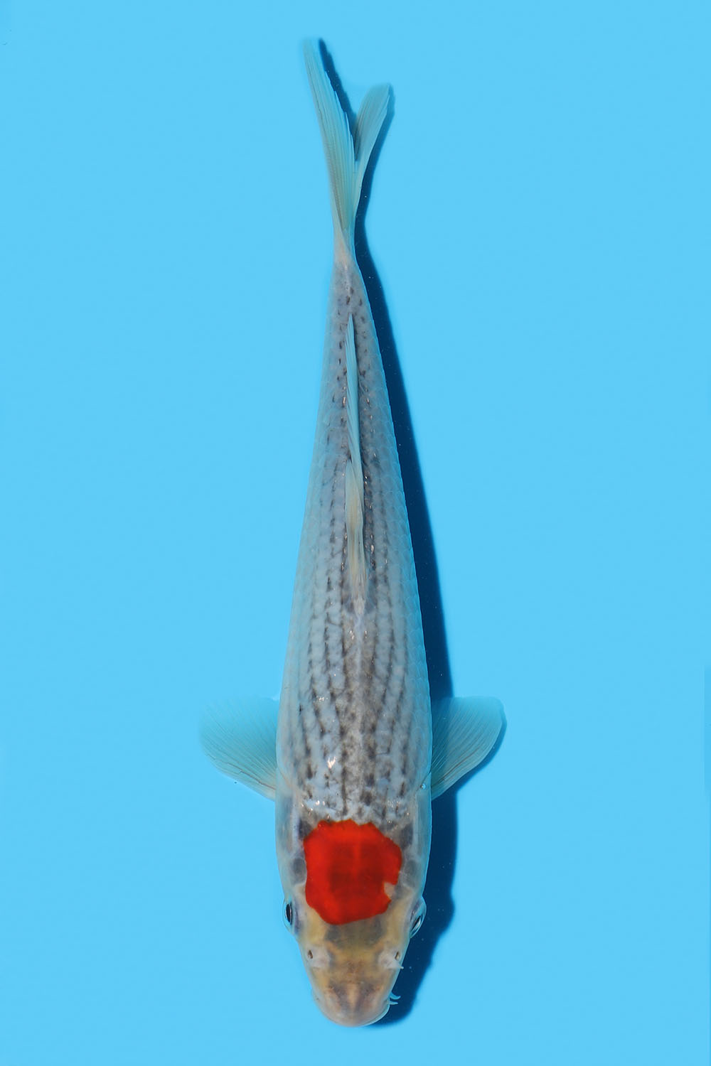Tancho Goshiki