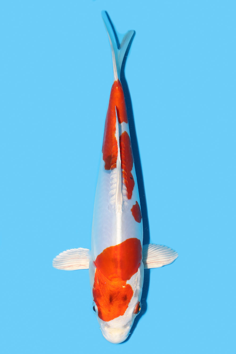Yamatonishiki