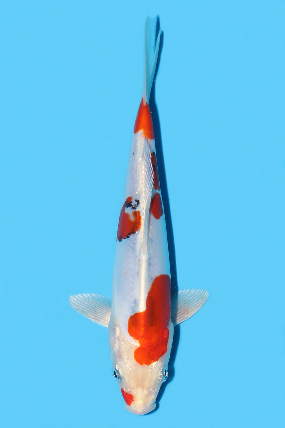 Yamatonishiki
