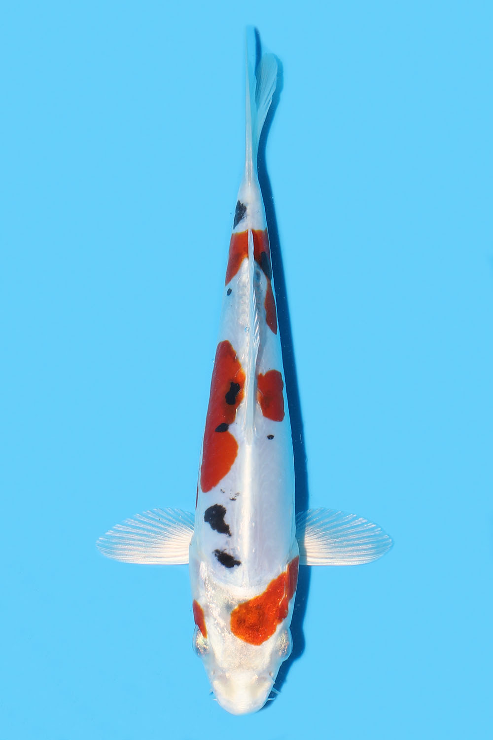 Yamatonishiki