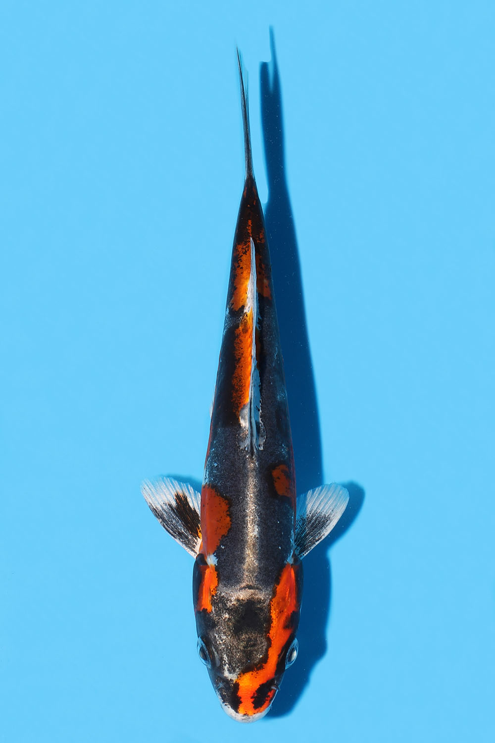 Beni Kikokuryu