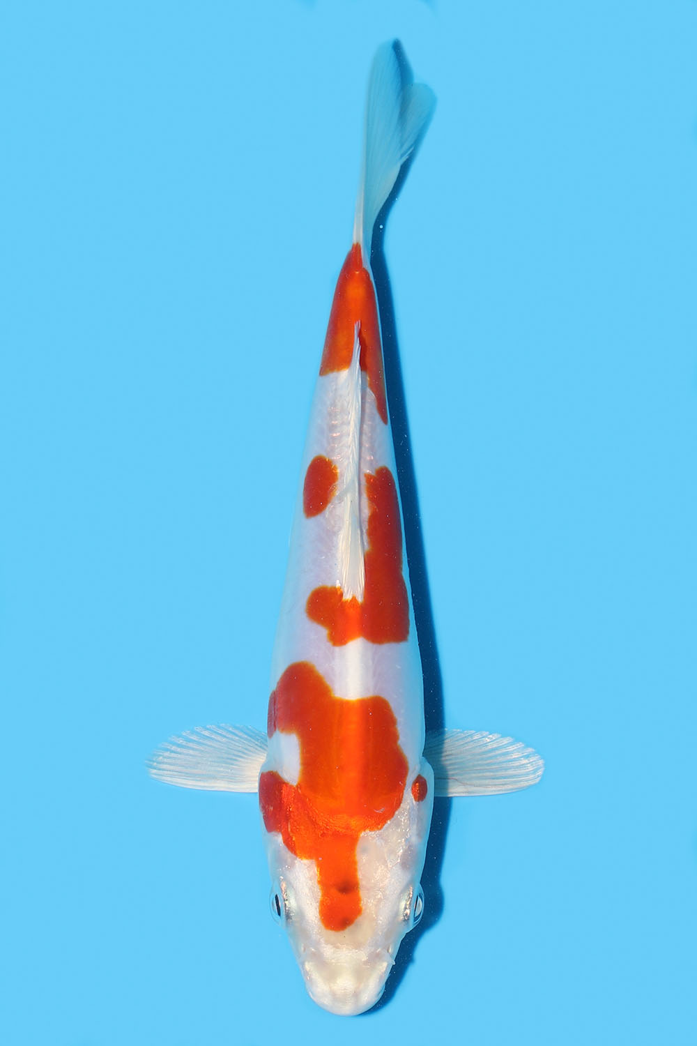 Kikusui