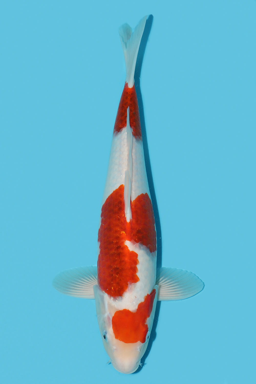Ai Goromo
