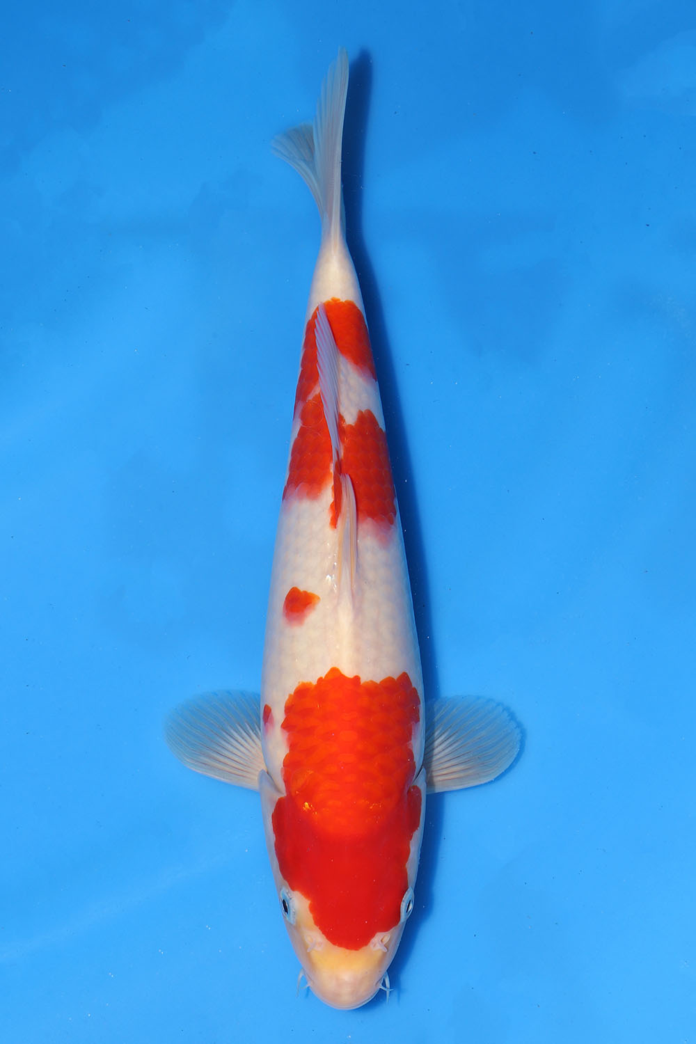 Kohaku