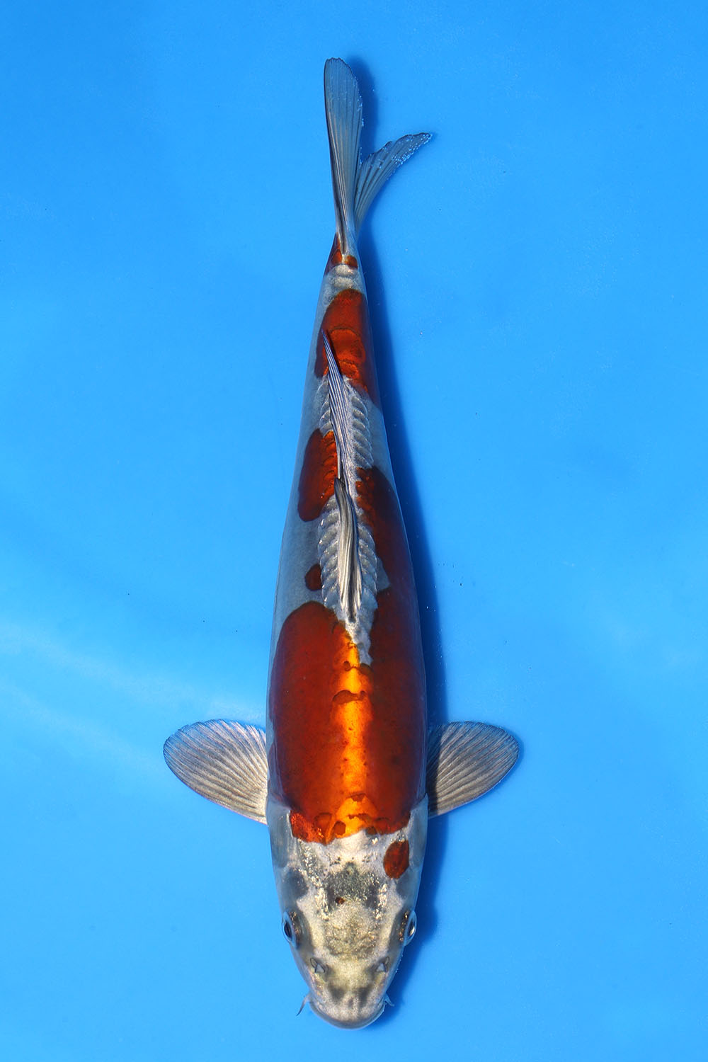 Doitsu Metallic Ochiba