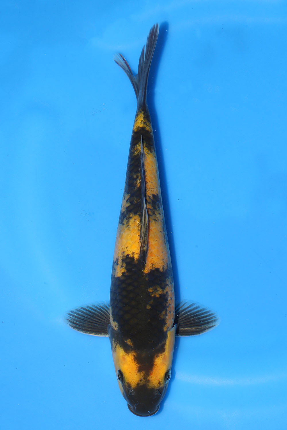 Ki Utsuri