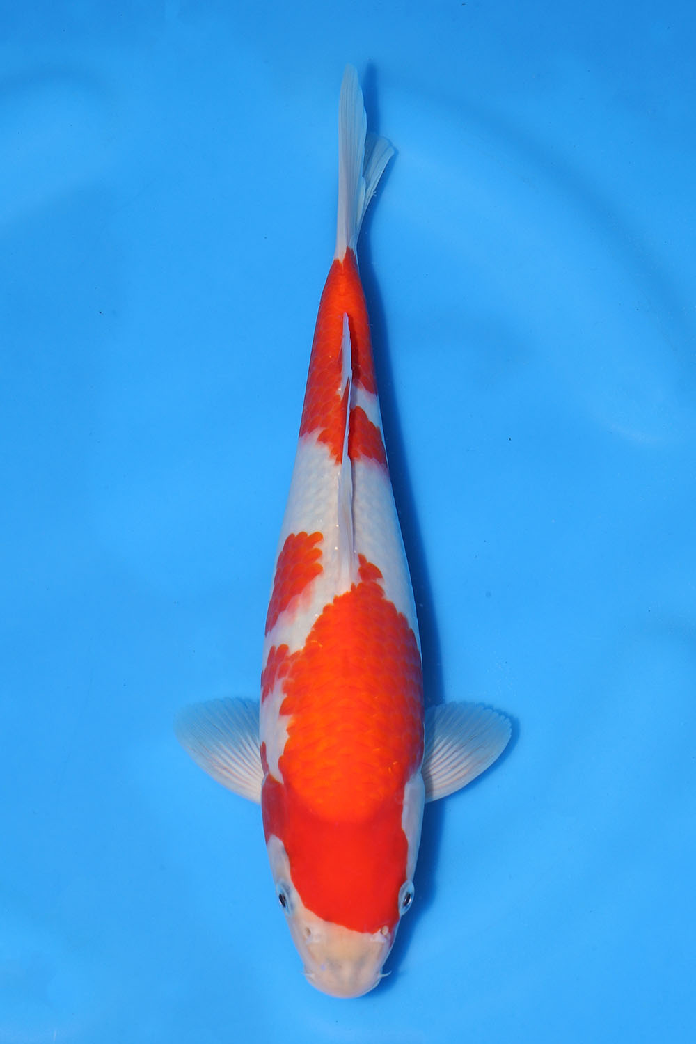 Goshiki