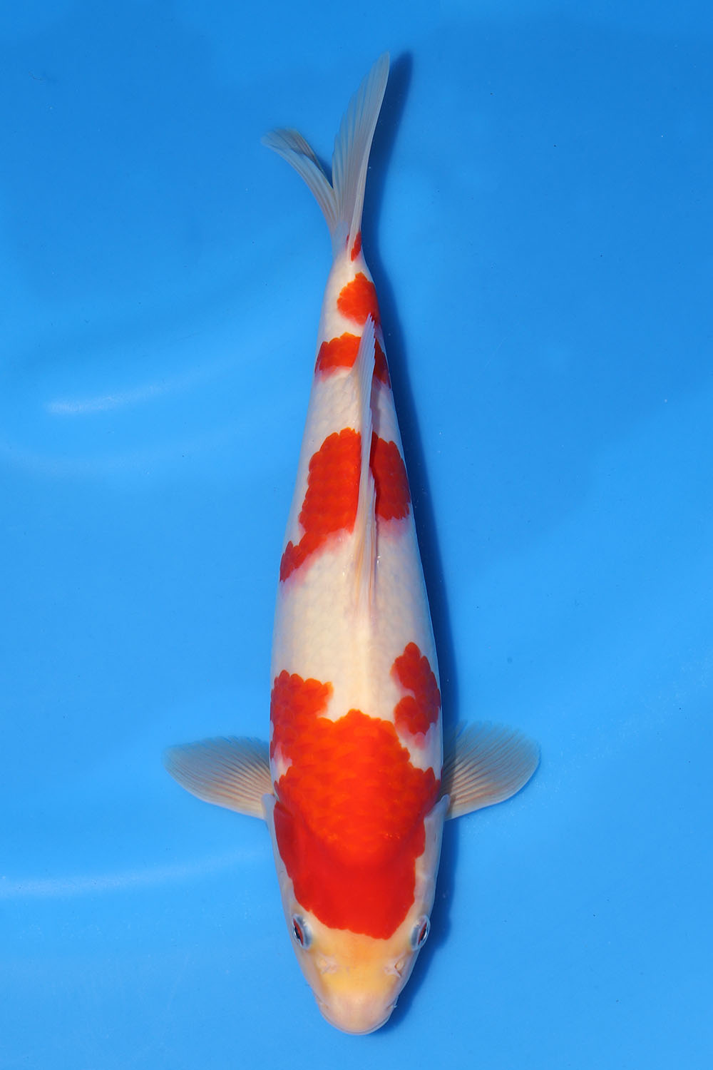 Kohaku