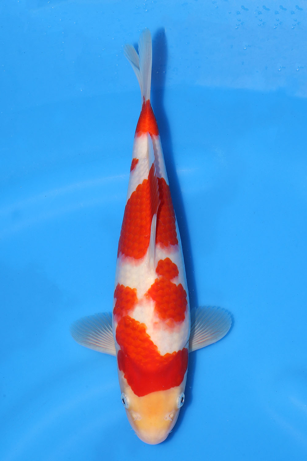 Kohaku