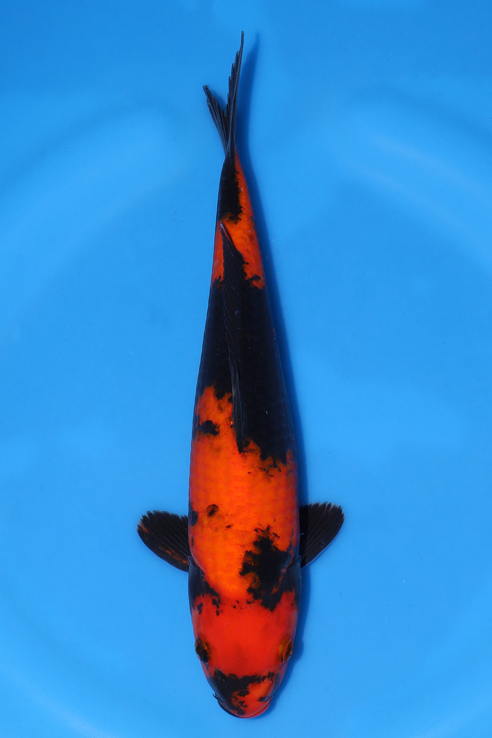 Hi Utsuri