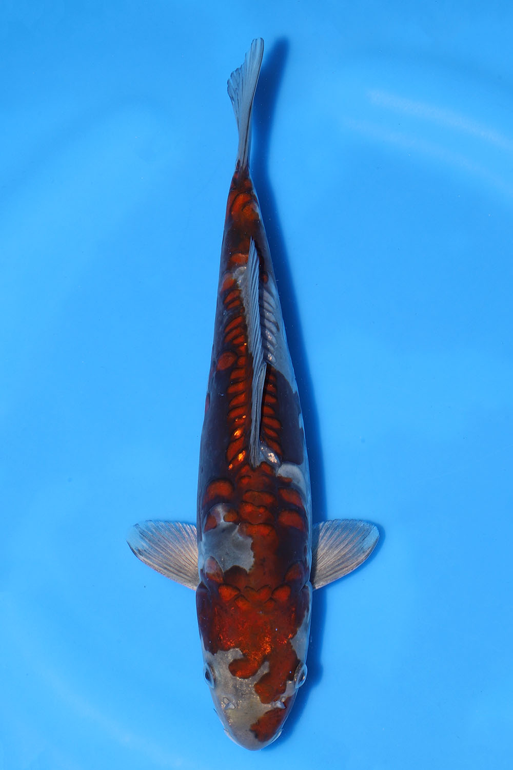 Doitsu Aragoke Ochiba