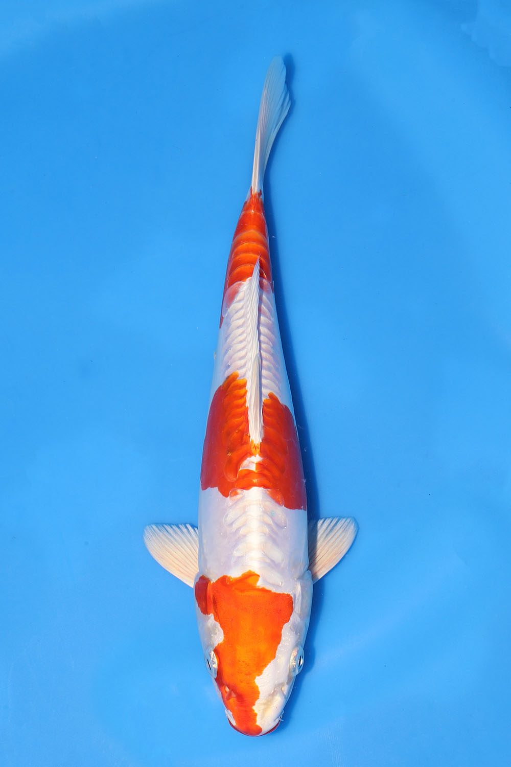 Kikusui