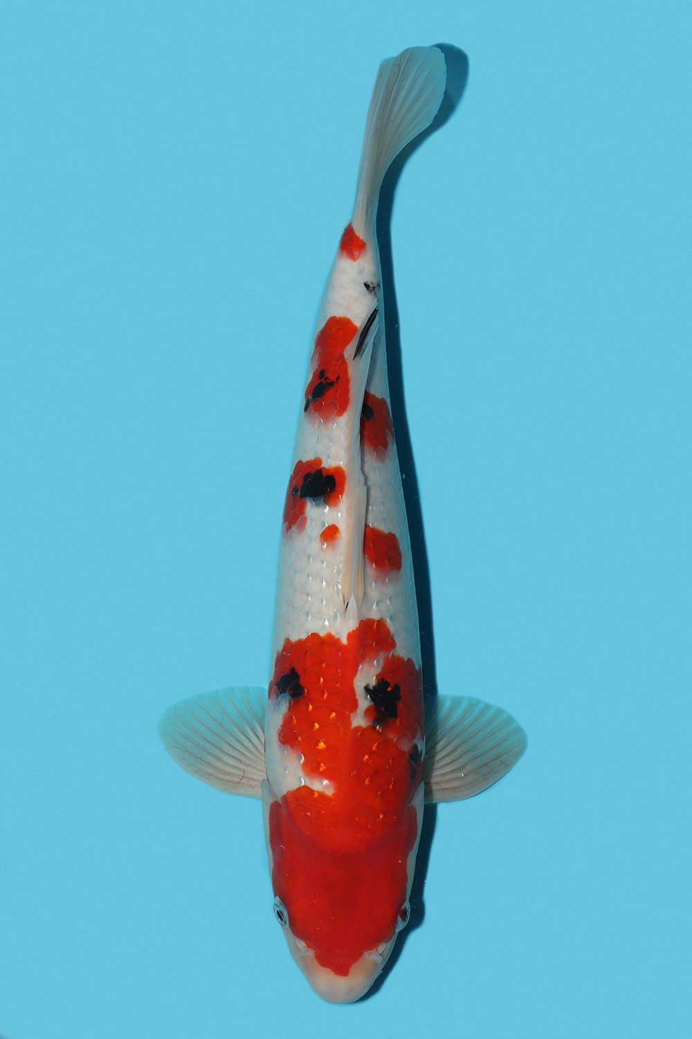 Pearl Gin Rin Sanke