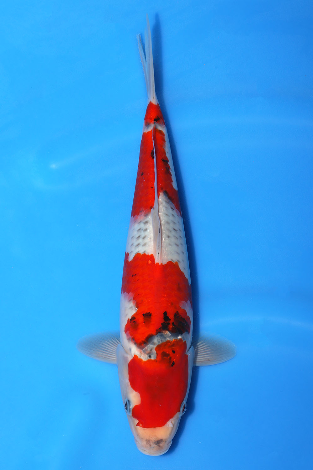 Goshiki Sanke
