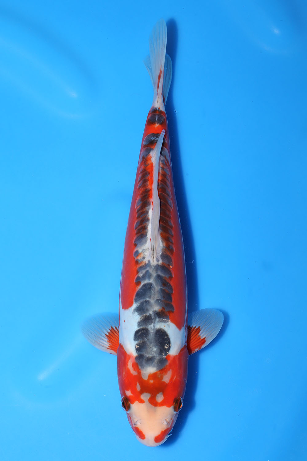 Shusui