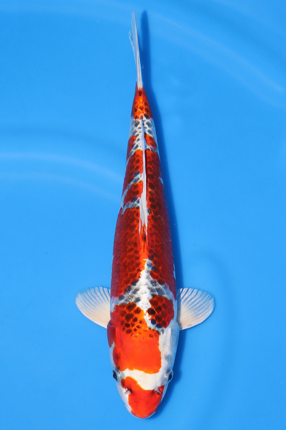 Kujaku