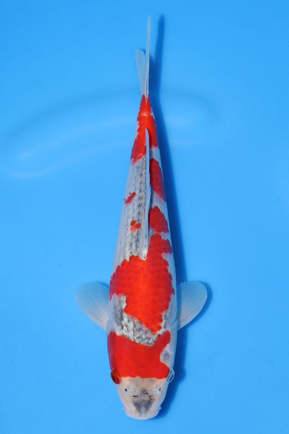 Goshiki
