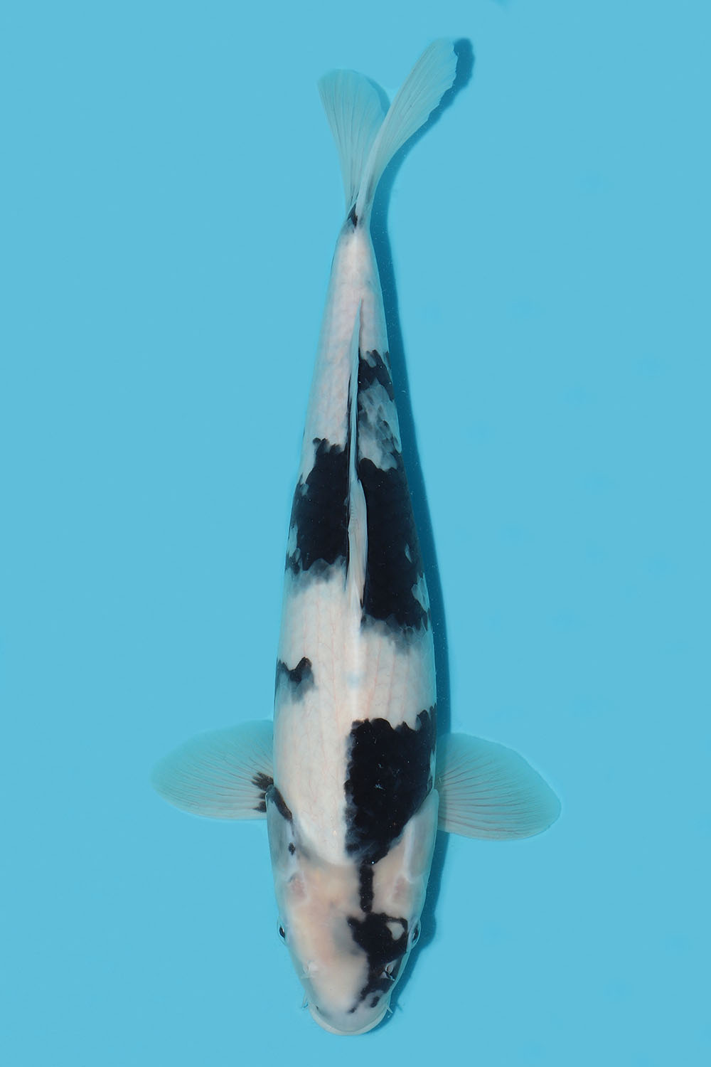 Shiro Utsuri