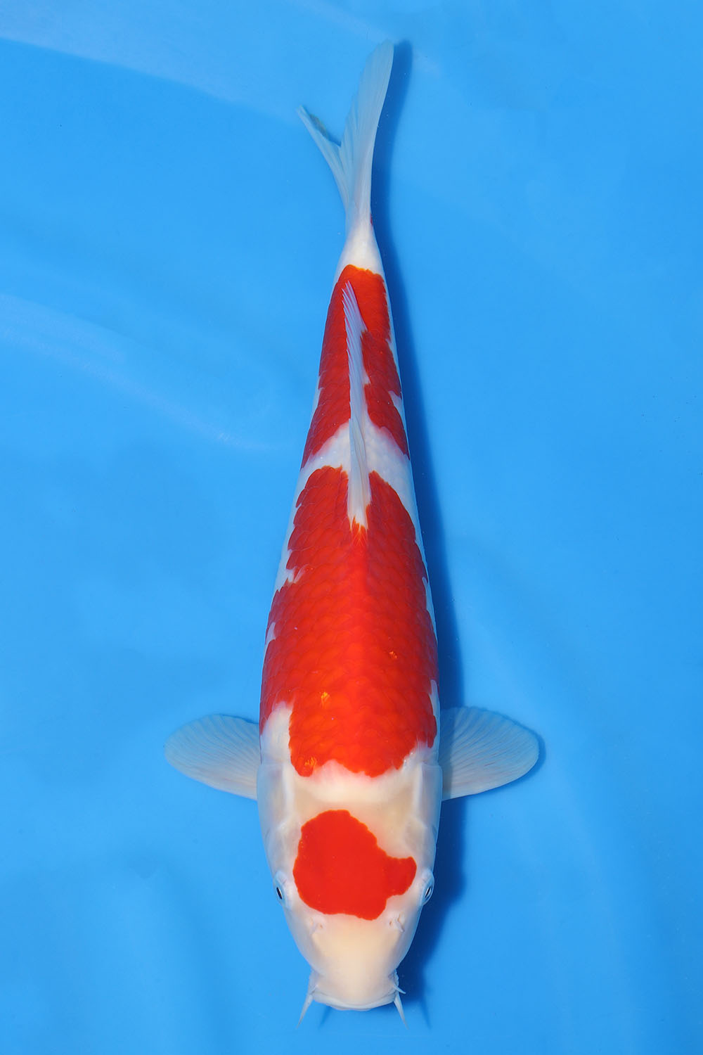 Maruten Kohaku