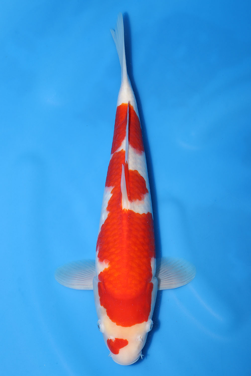 Kohaku
