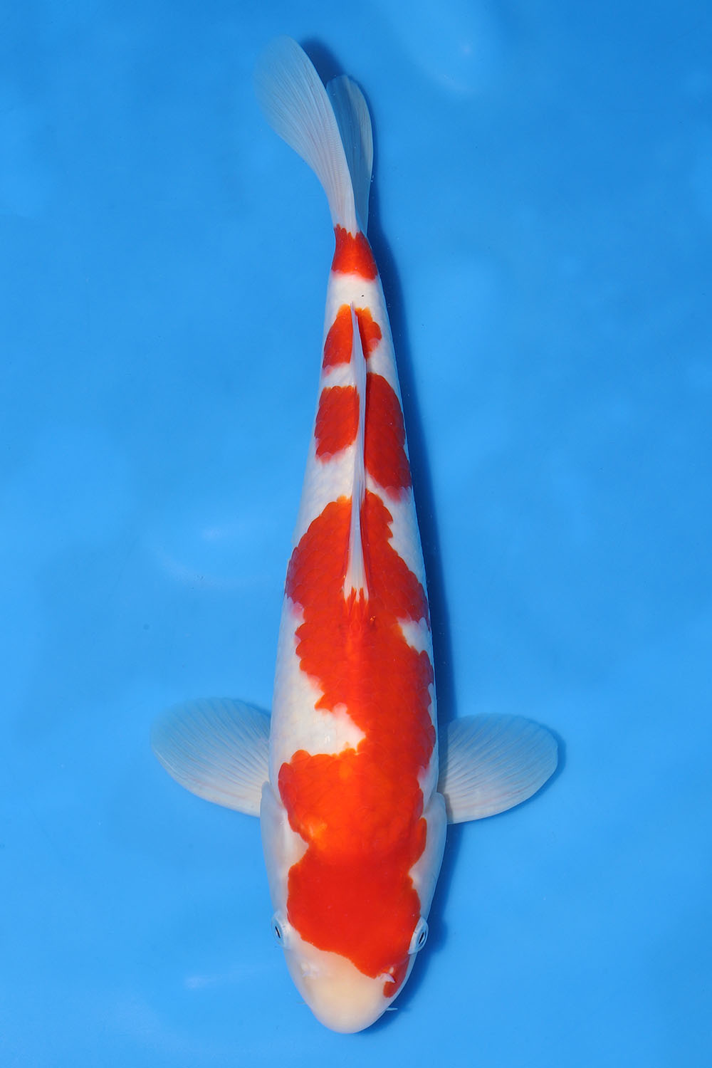 Kohaku