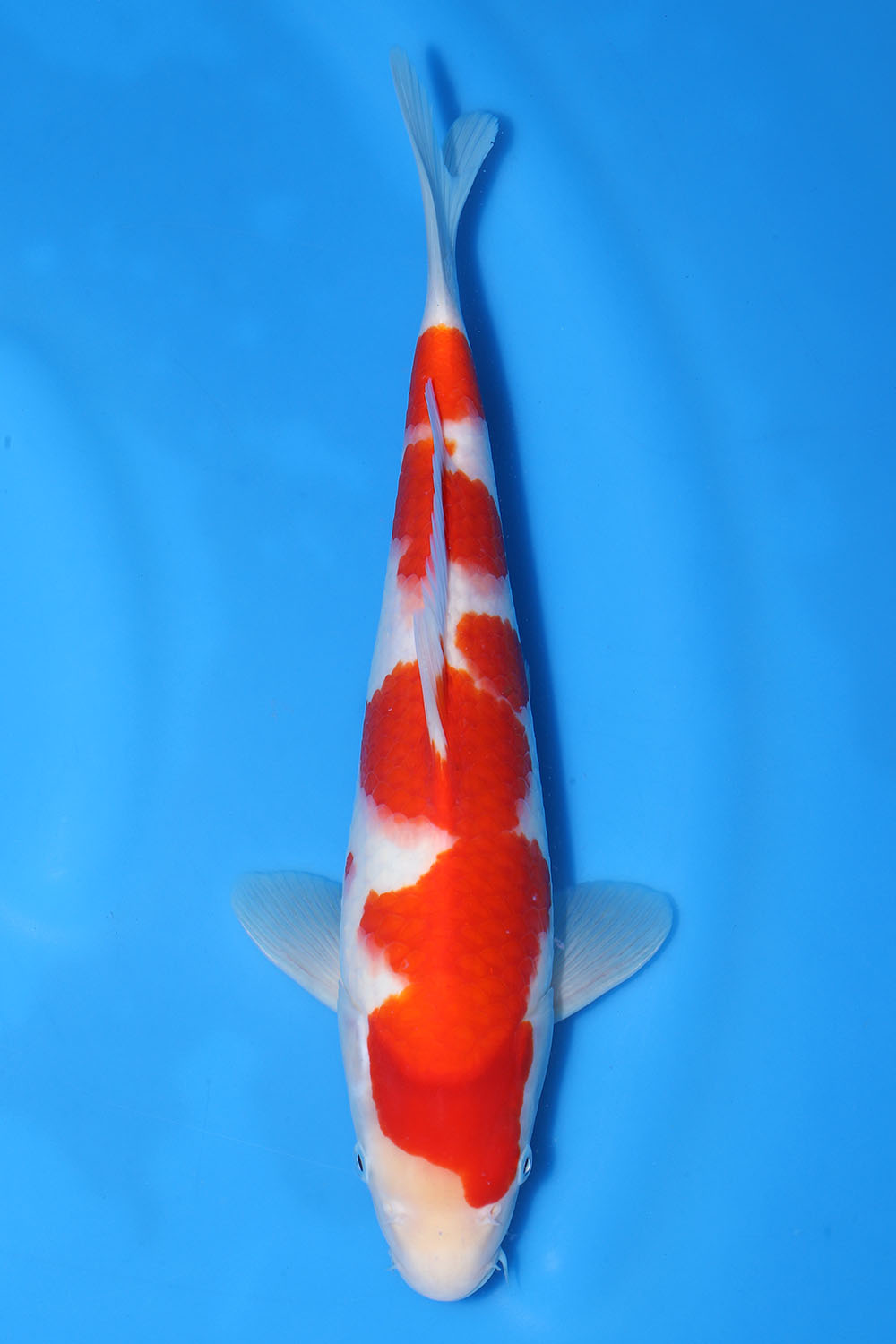 Kohaku
