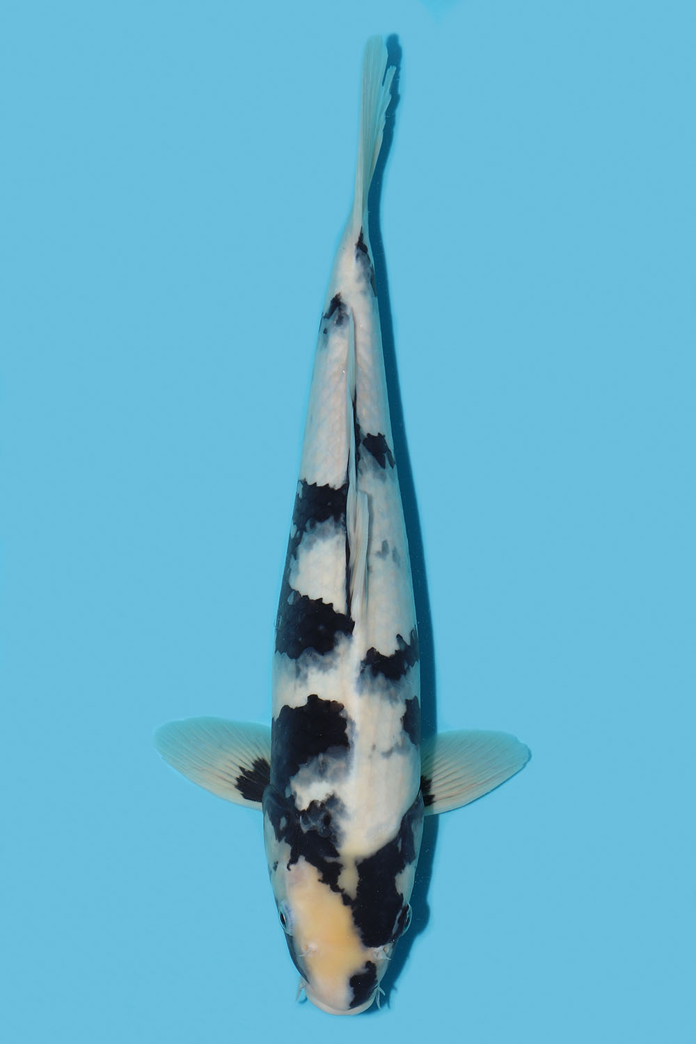 Shiro Utsuri