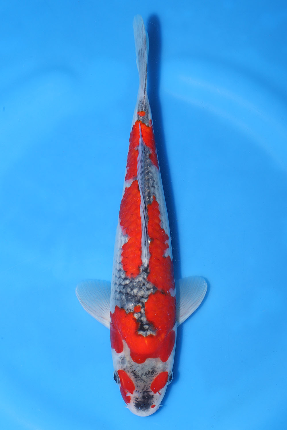 Goshiki