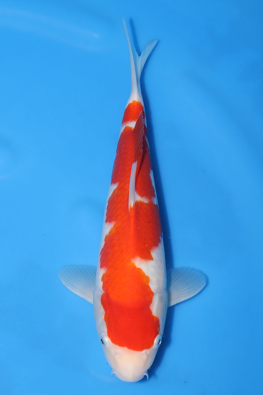 Kohaku