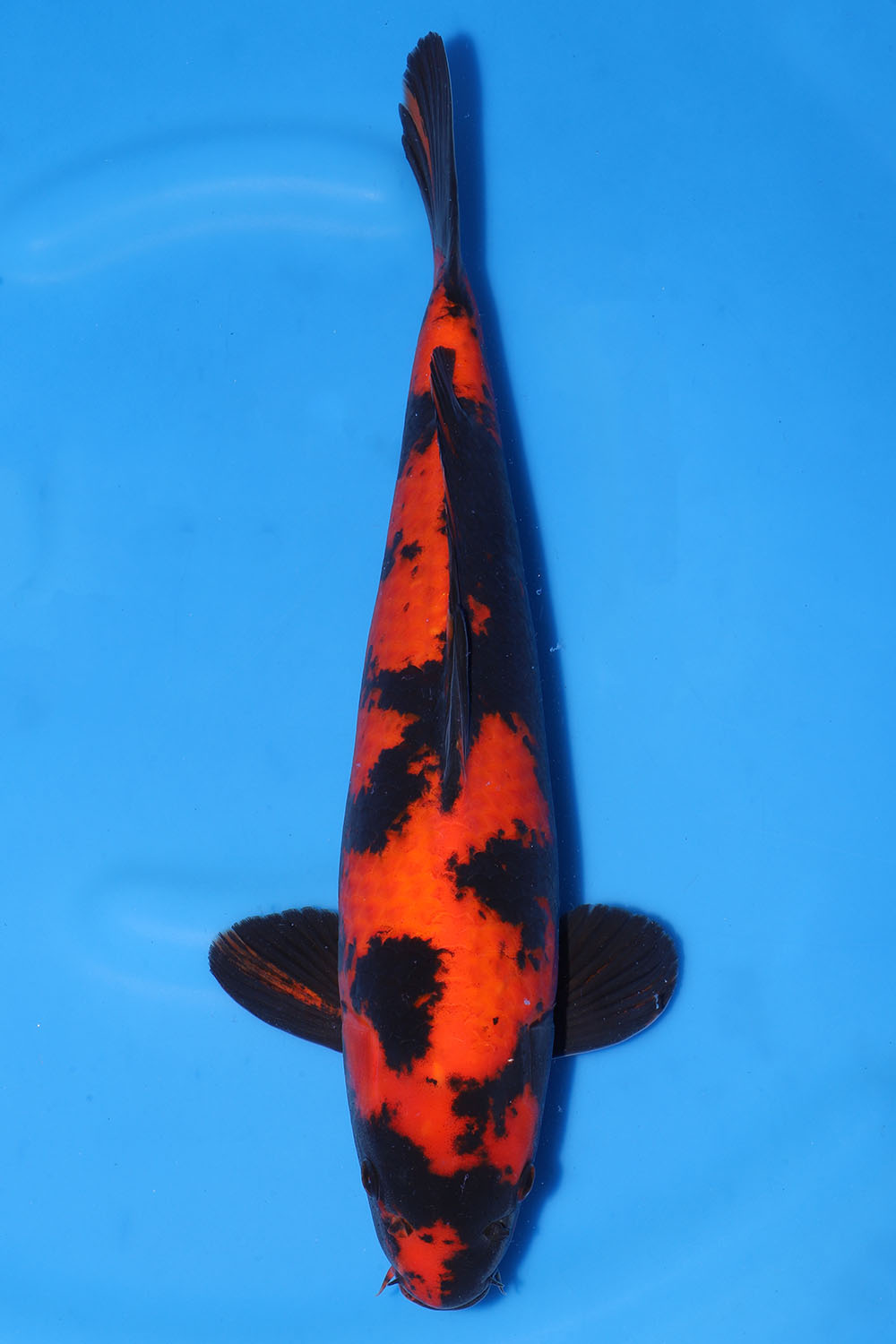 Hi Utsuri