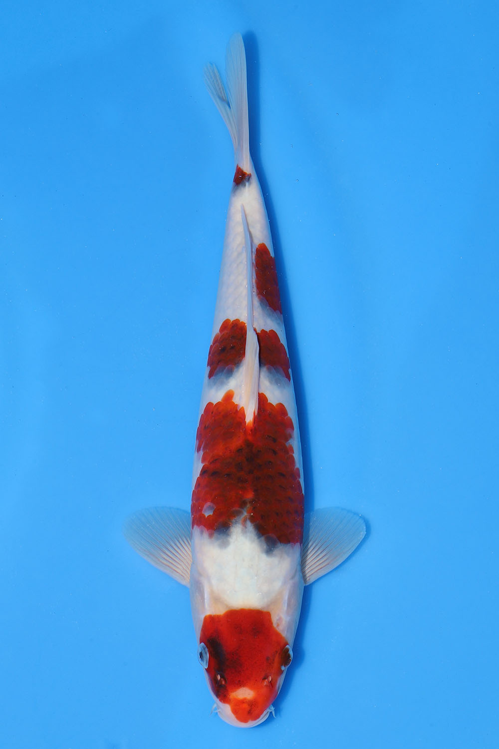 Ai Goromo