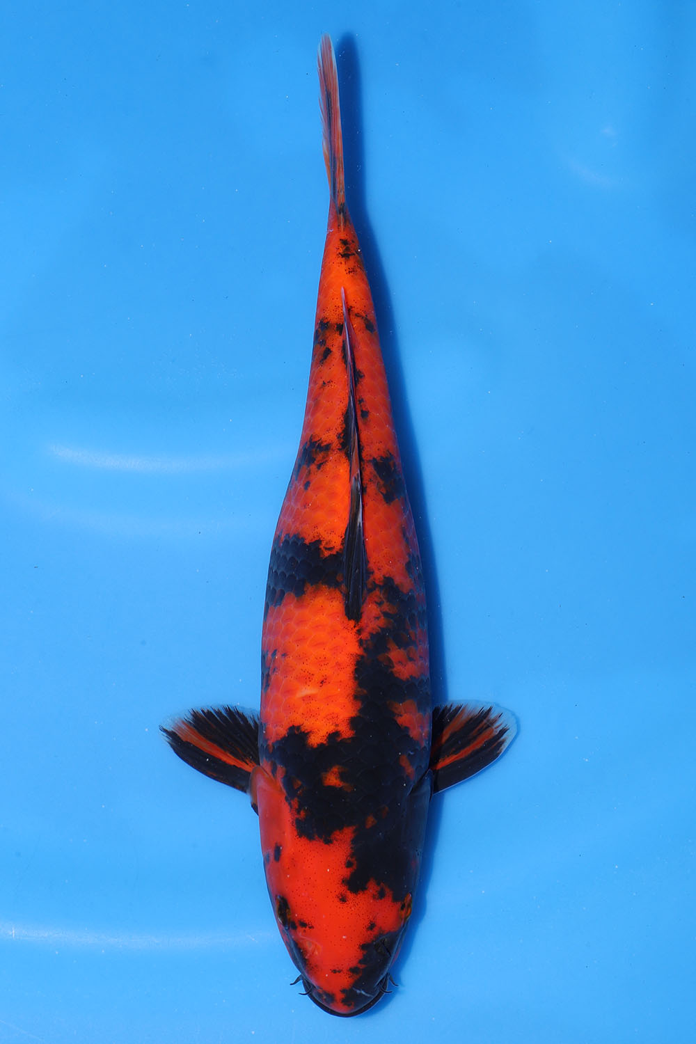 Hi Utsuri