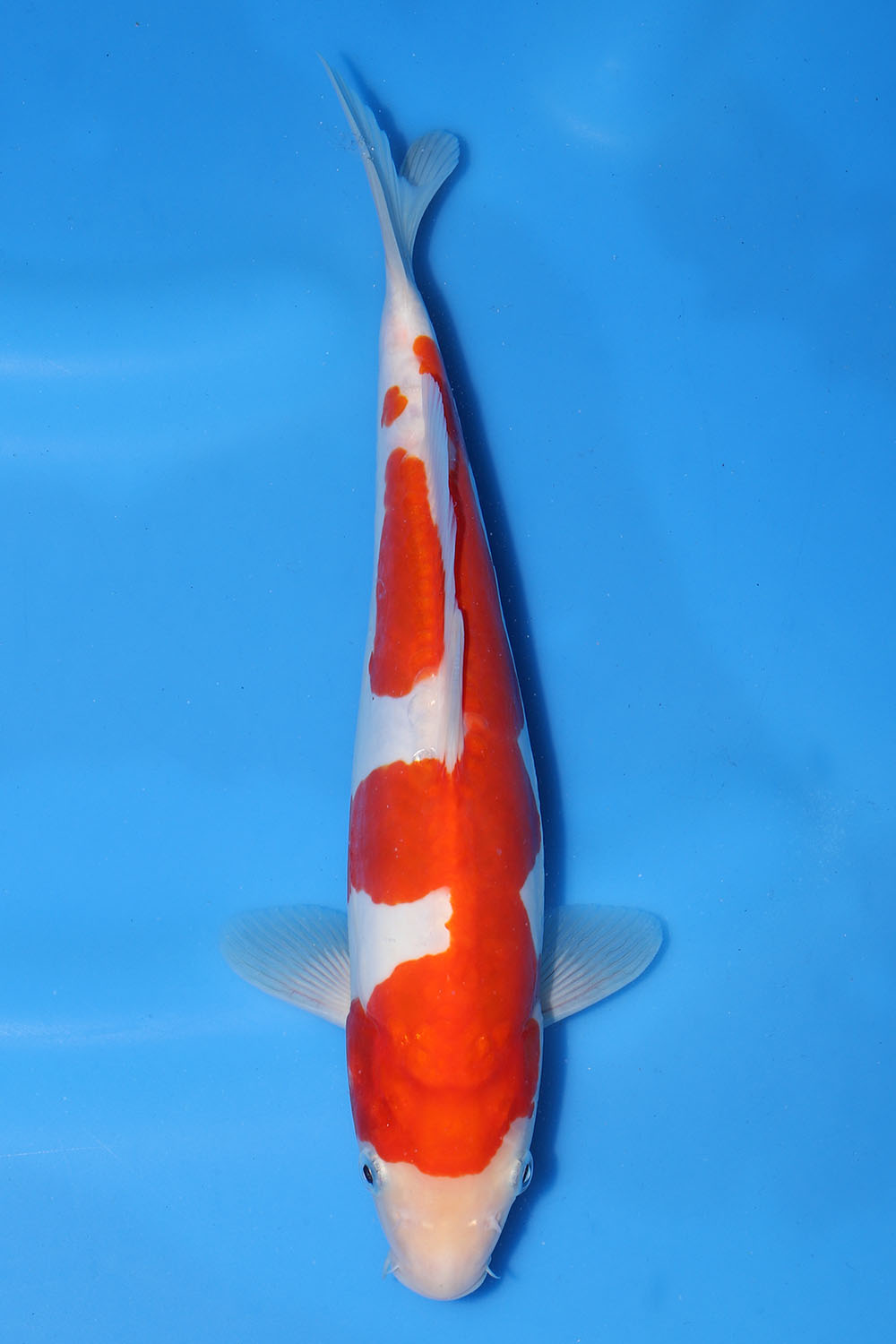 Doitsu Kohaku