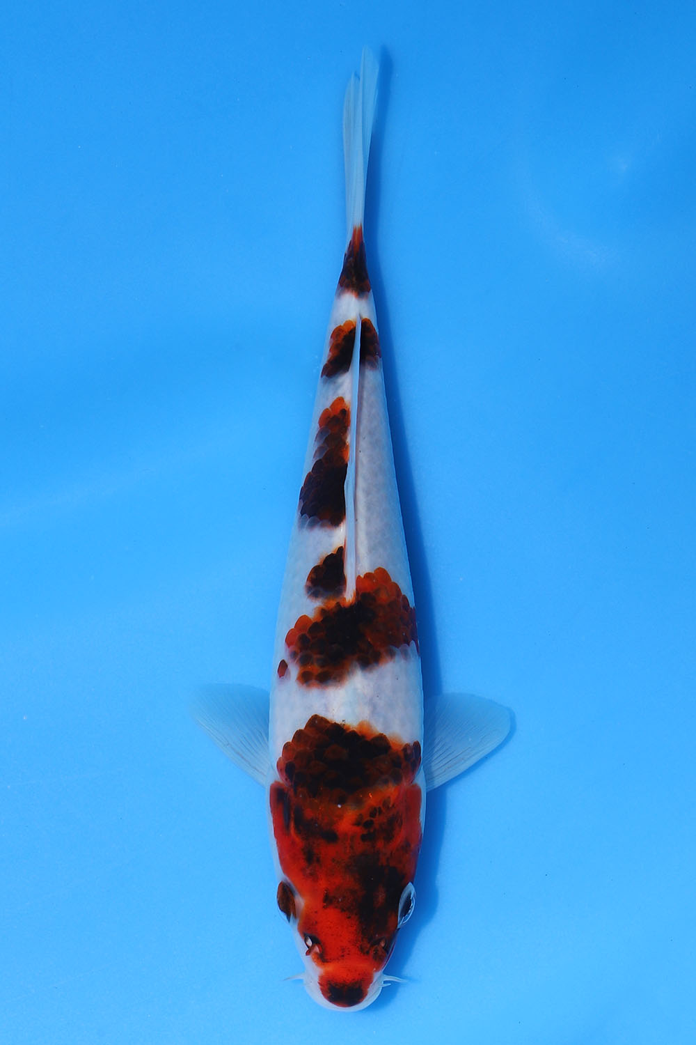 Goromo