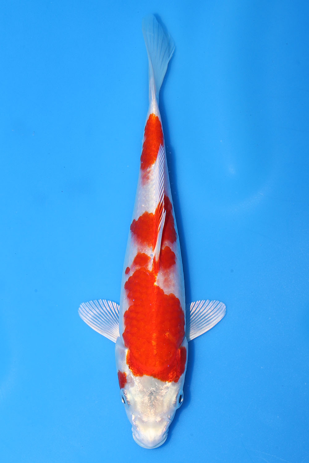 Sakura Ogon