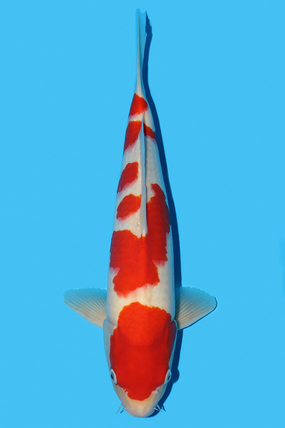 Kohaku