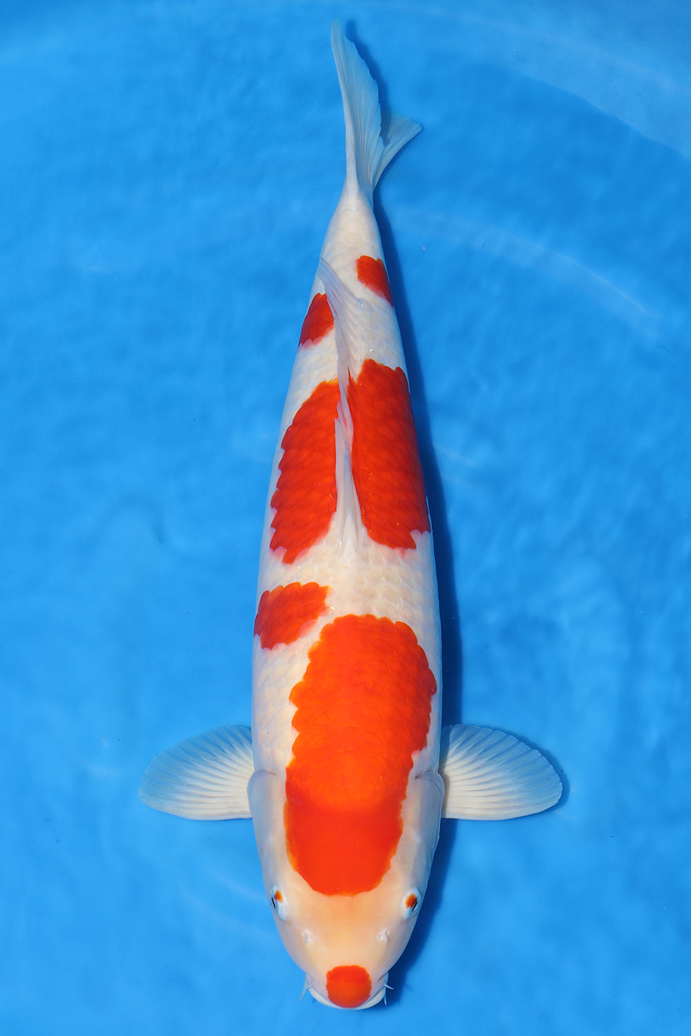 Kohaku