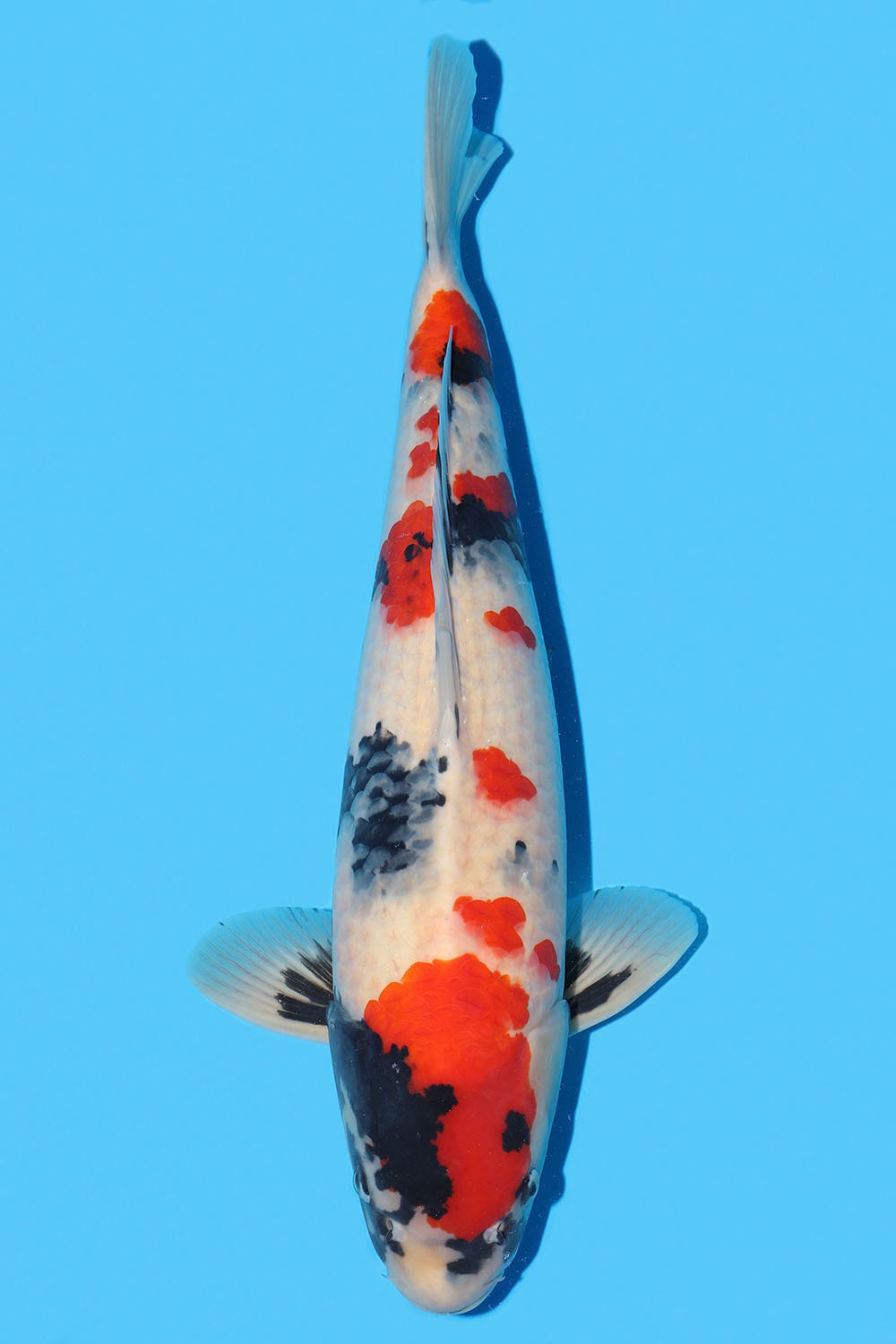 Kindai Showa