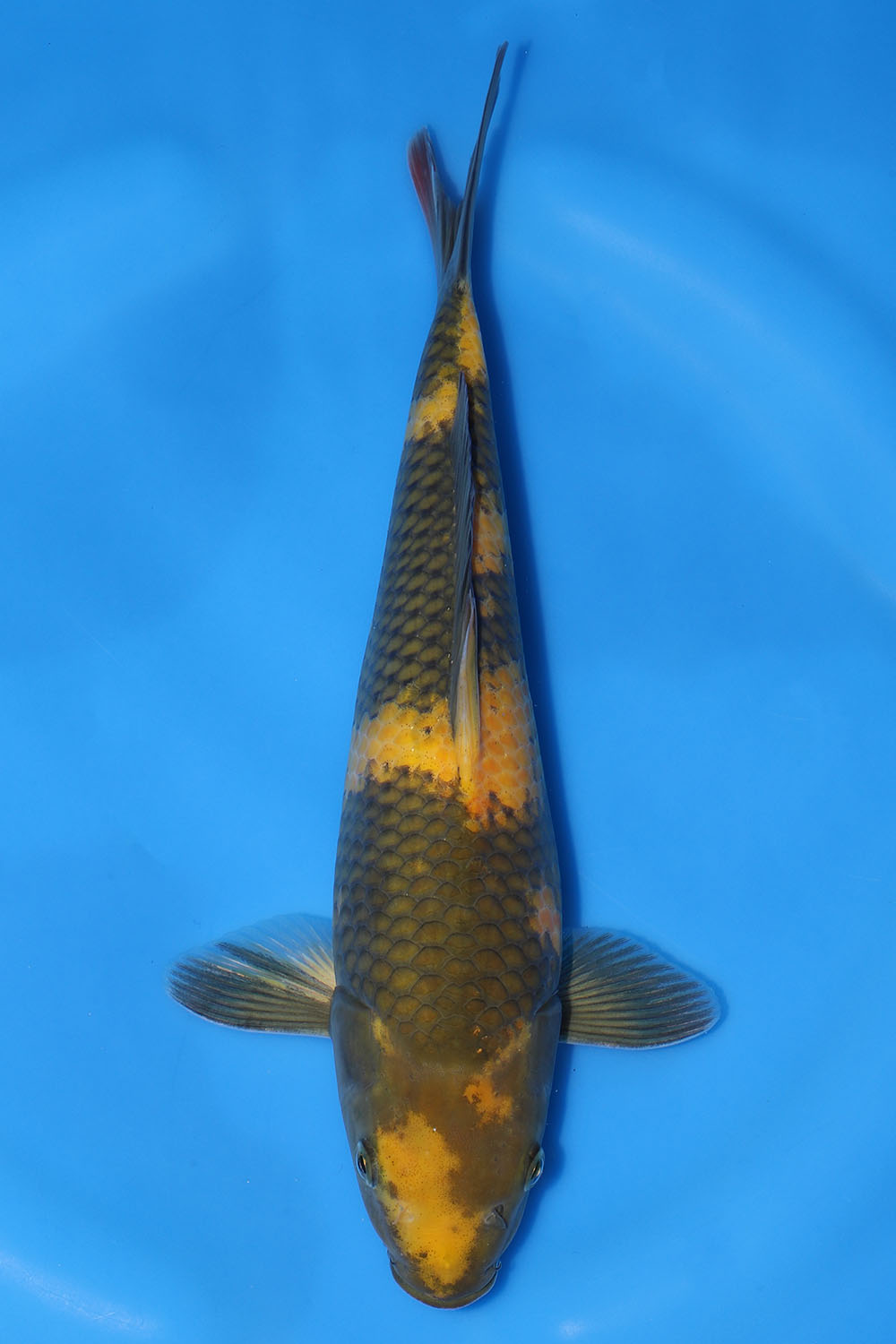 Ki Utsuri
