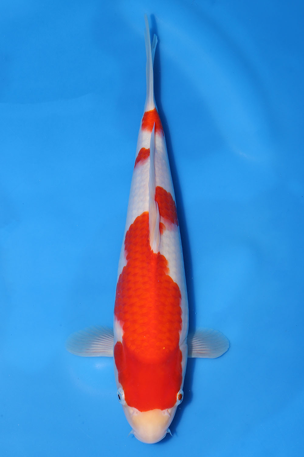 Kohaku