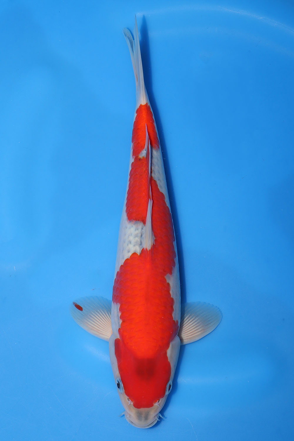 Goshiki