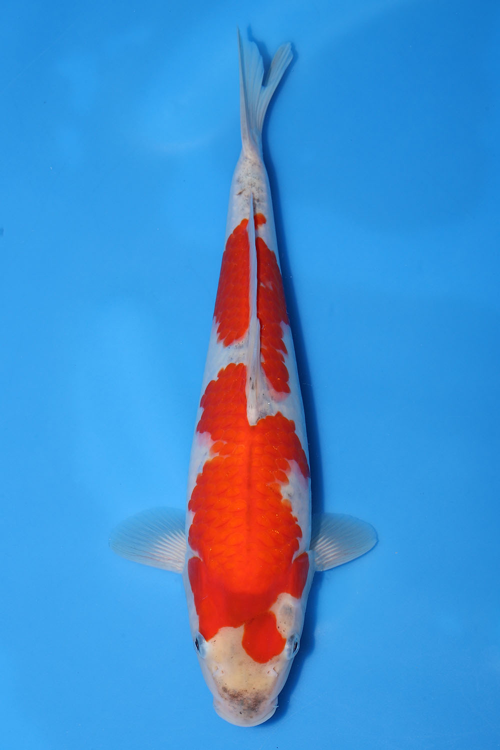 Goshiki