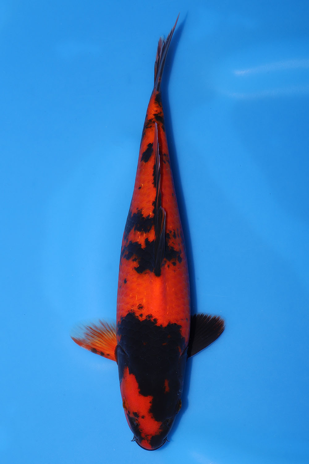 Hi Utsuri