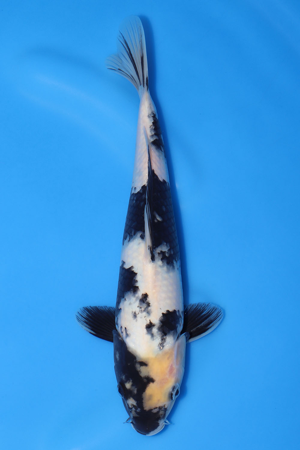 Shiro Utsuri